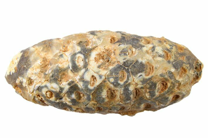 Fossil Seed Cone (Or Aggregate Fruit) - Morocco #267188